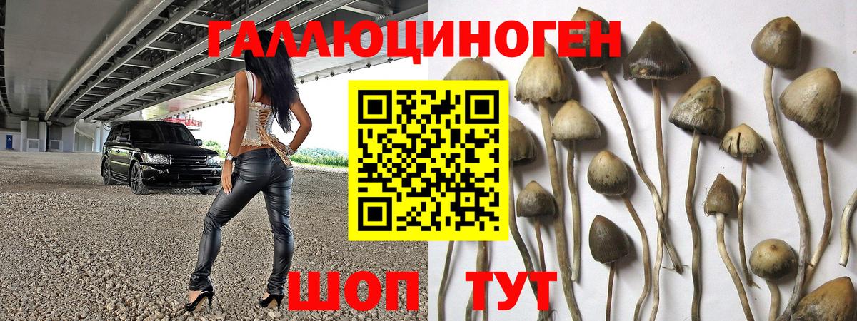 Галлюциногенные грибы Psilocybe Аргун